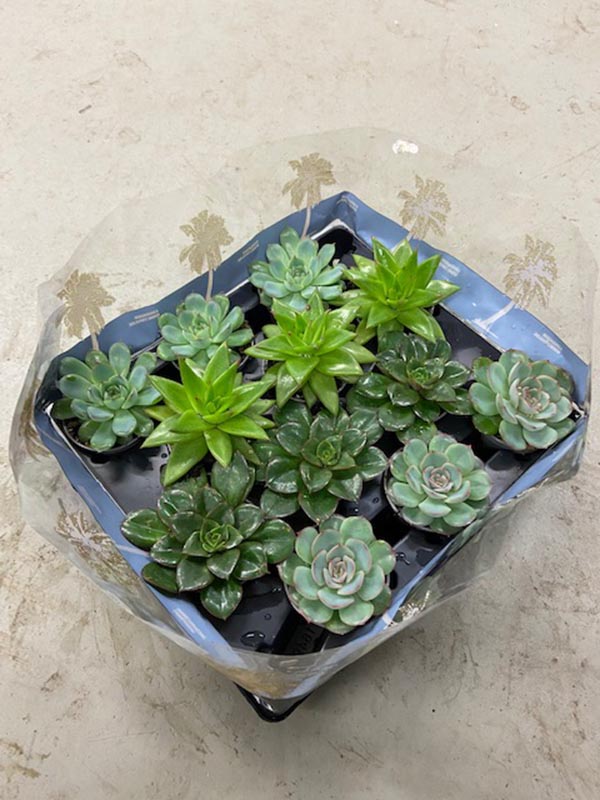 Echeveria hybrida Mix
