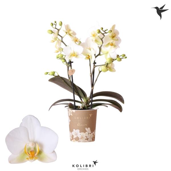 Phalaenopsis hybrida Multiflora Lausanne