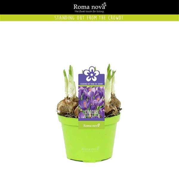 Crocus vernus Flower Record