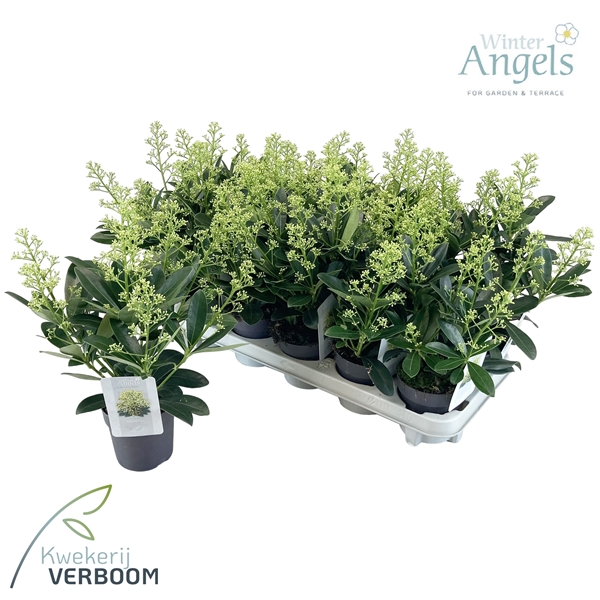 Skimmia japonica Finchy 9+