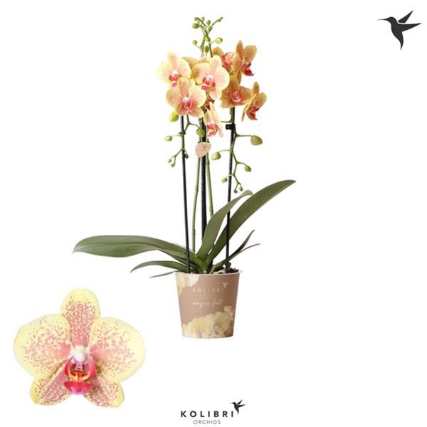 Phalaenopsis hybrida Cascade Pulsation