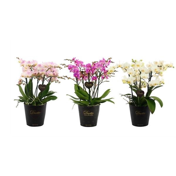 Phalaenopsis hybrida Duetto Multi Mix