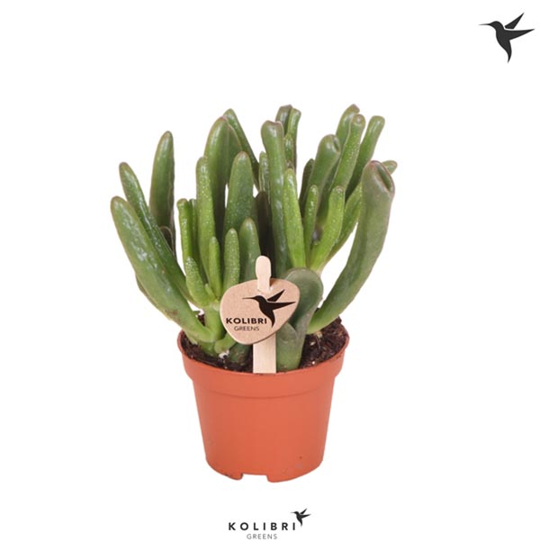 Crassula argentea Hobbit