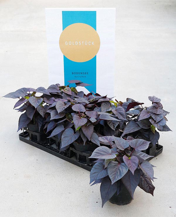 Ipomoea batatas Sweet Heart Jet Black