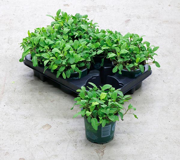 Salvia officinalis Salbei Bio