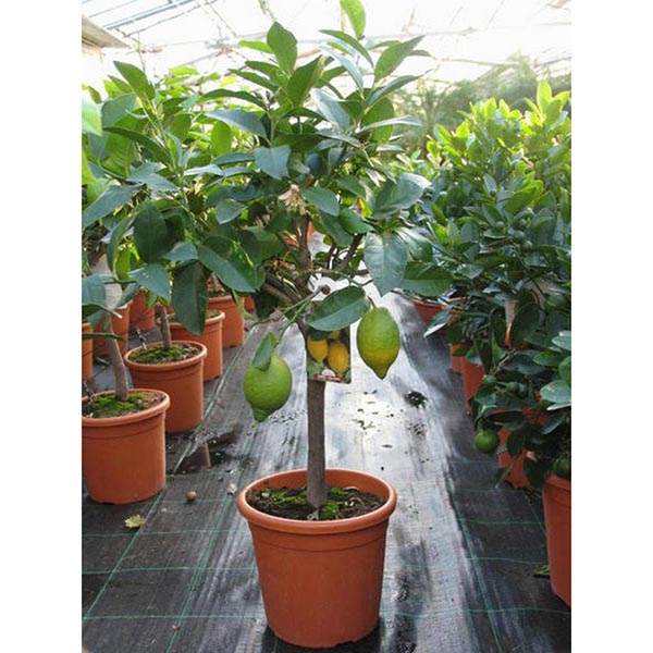 LG-PAKET Citruspflanzen Stamm 22cm