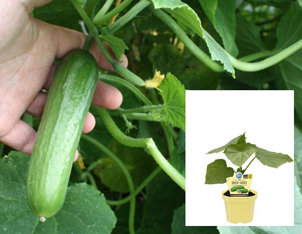 Cucumis sativus Bio-Mini Snack Gurke