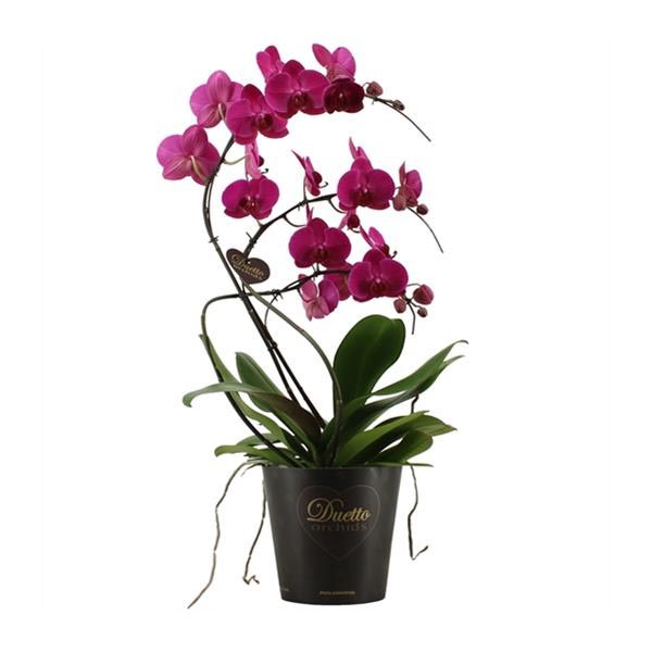 Phalaenopsis hybrida Duetto Schwan Violett