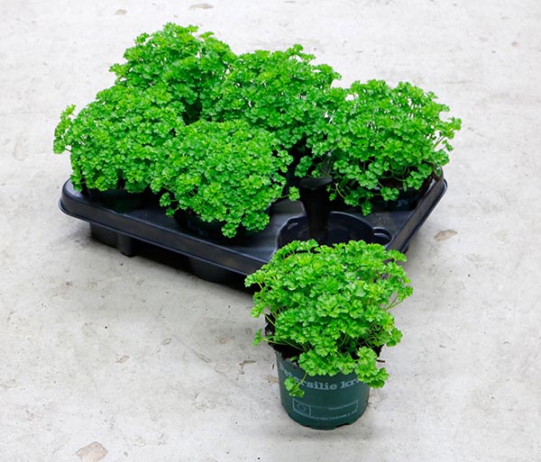 Petroselinum crispum Petersilie Krause Bio