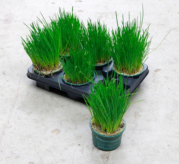 Allium schoenoprasum Schnittlauch