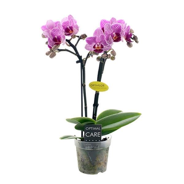 Phalaenopsis hybrida Lotte