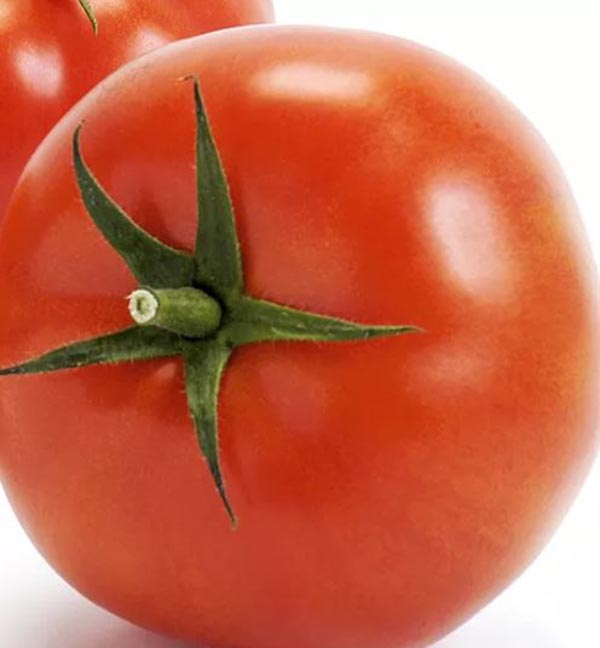 Solanum lycopersicum Imagine Maxi Red veredelt