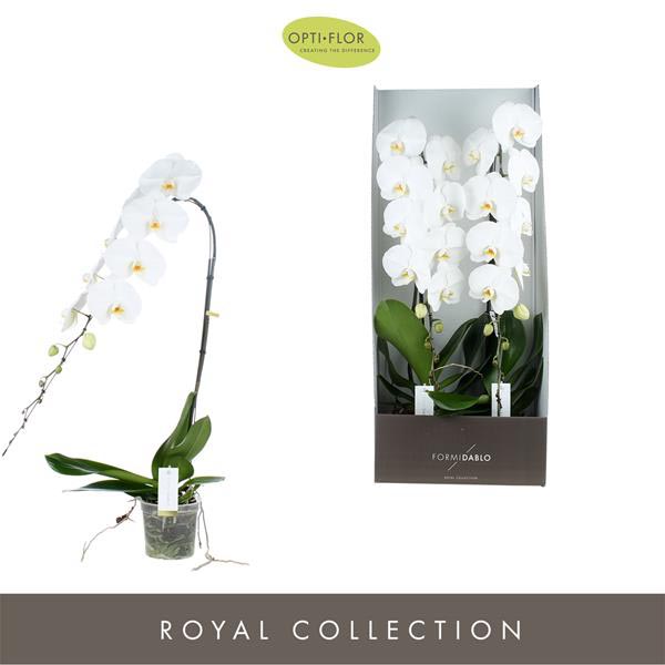 Phalaenopsis hybrida Formidablo Yosemite Fal