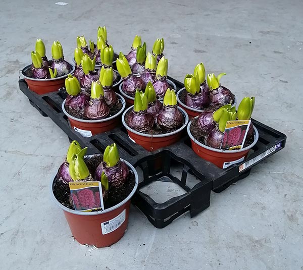 Hyacinthus orientalis Rosa