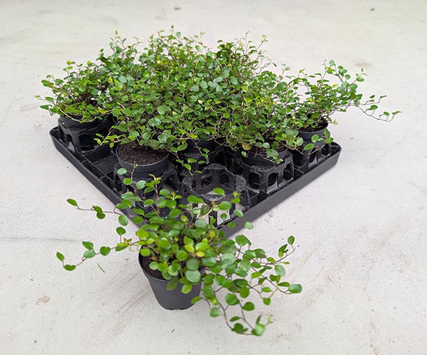 Muehlenbeckia complexa