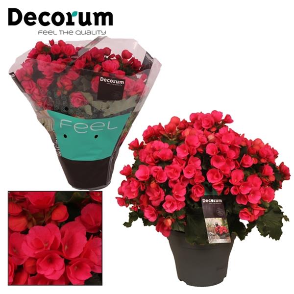 Begonia hybrida Betulia Dunkel Pink