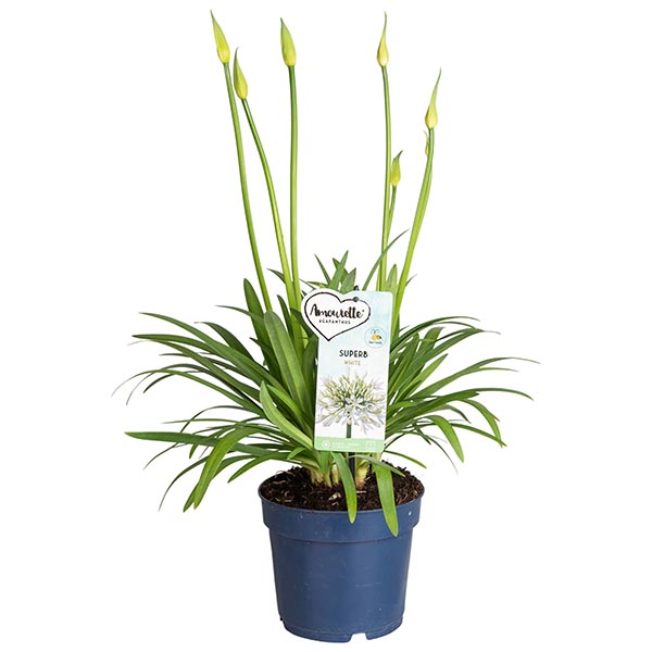 Agapanthus africanus Amourette Superb White