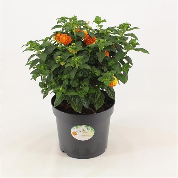 Lantana camara Orange
