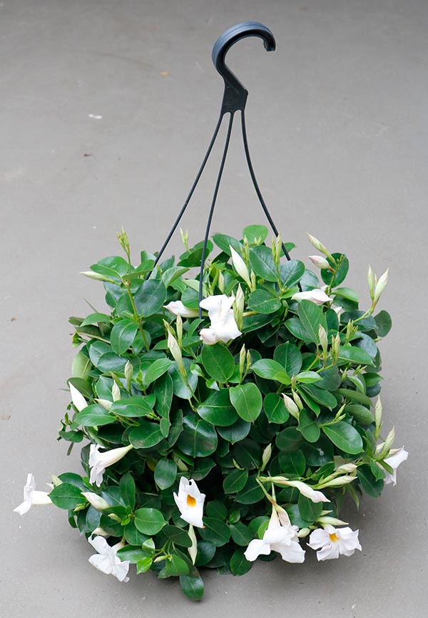 Dipladenia hybrida White Sundeville