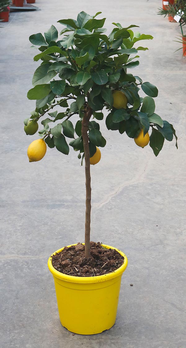 Citrus limon Zitrone