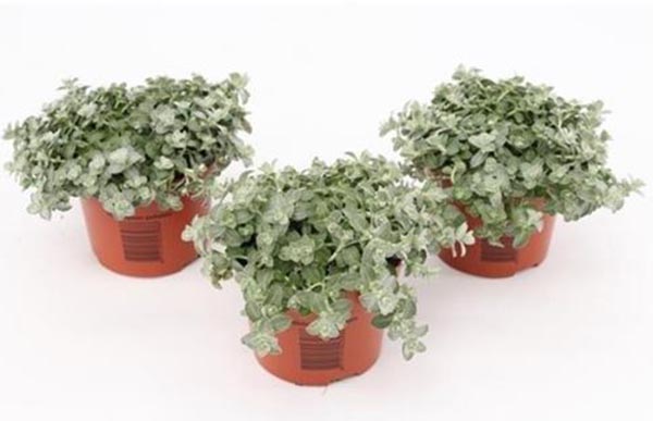 Helichrysum microphyllum Silver Mist