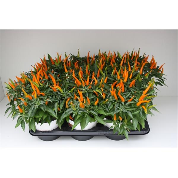 Capsicum annuum Sombrero Santos Orange