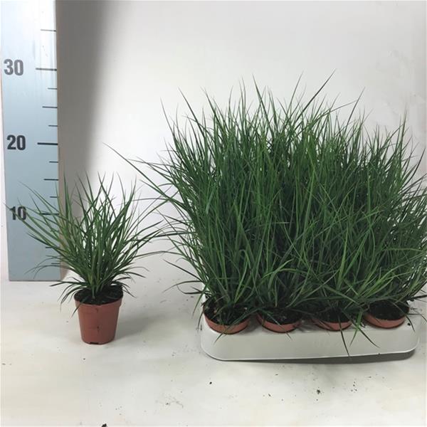 Carex brunnea Mini Grün
