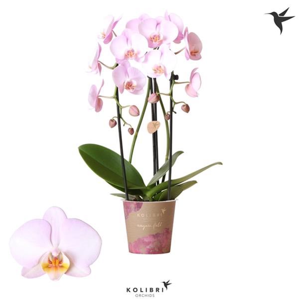 Phalaenopsis hybrida Cascade Asian Pearl