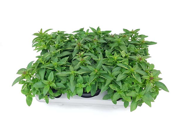 Antirrhinum majus Löwenmaul Trios
