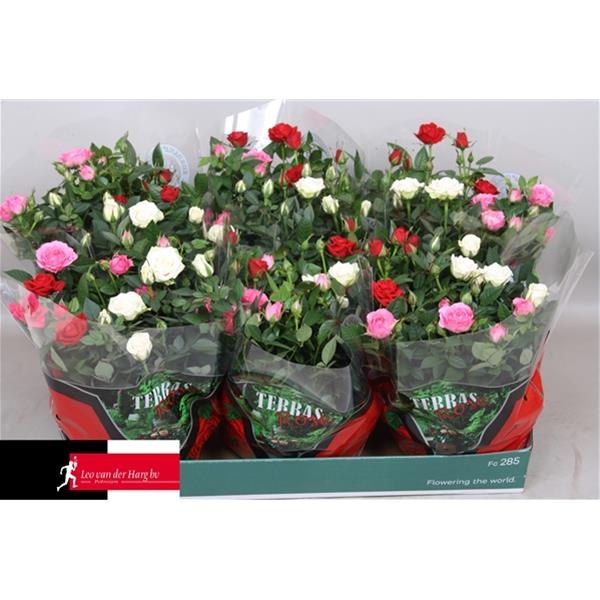 Rosa hybrida Carnaval