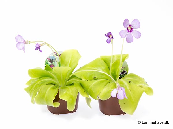 Pinguicula agnata Weser Tina