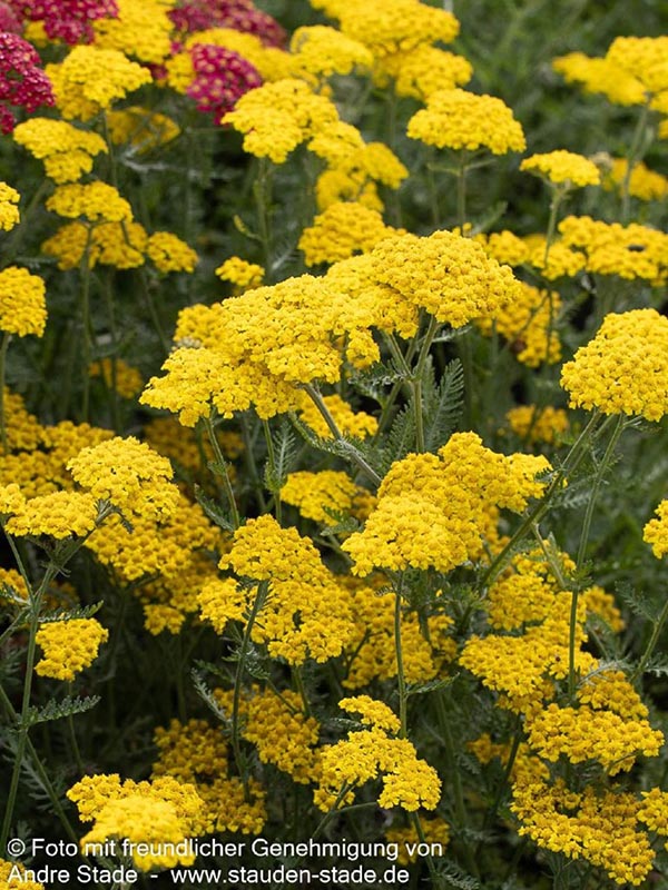 Achillea clypeolata Little Moonshine