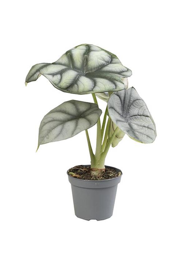 Alocasia SILVER DRAGON