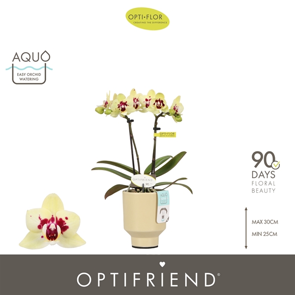 Phalaenopsis hybrida Anouk In Emilia Sand Aquo