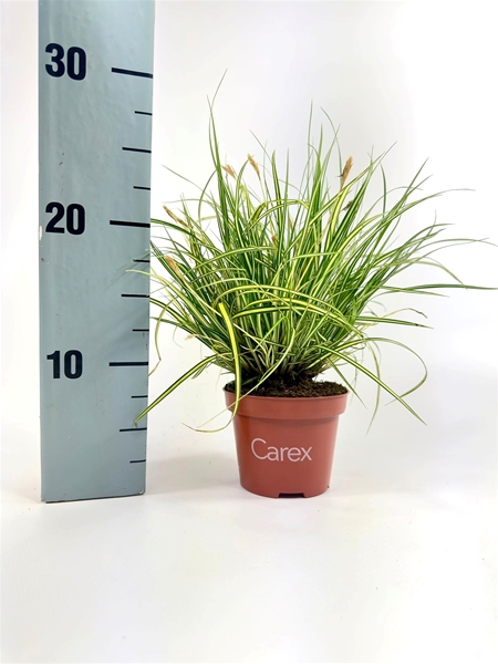 Carex Evergold