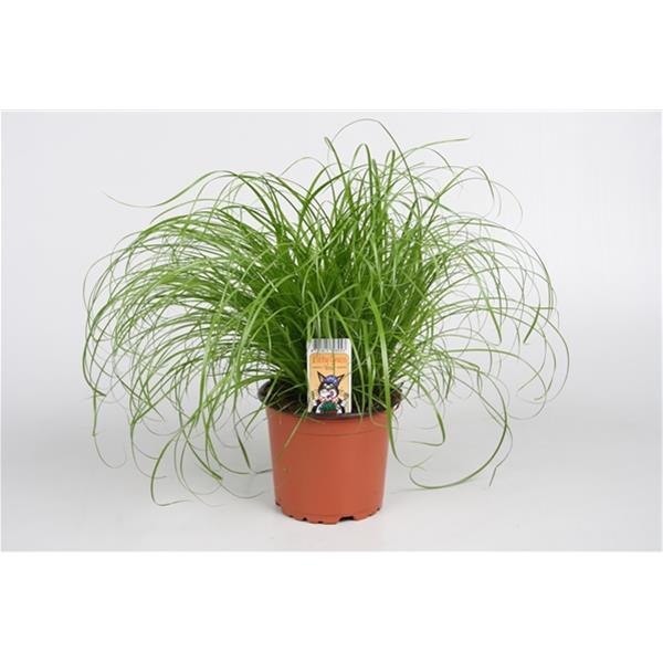 Cyperus alternifolius Zumula