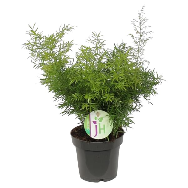 Asparagus densiflorus Cwebe