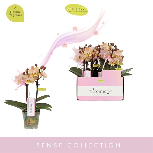 Phalaenopsis hybrida Aromio Honey
