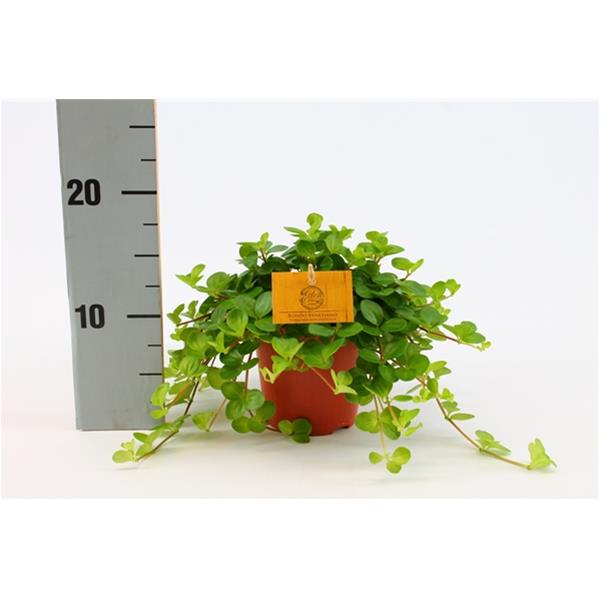 Peperomia rotundifolia