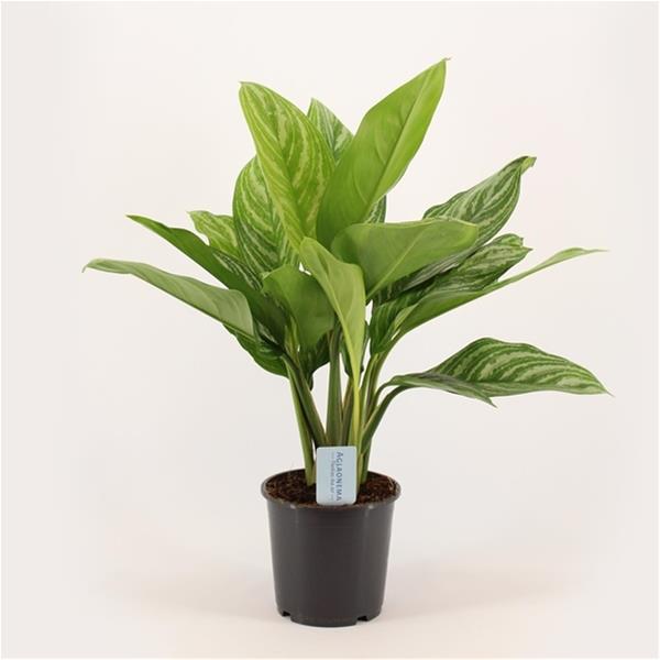 Aglaonema commutatum Stripes