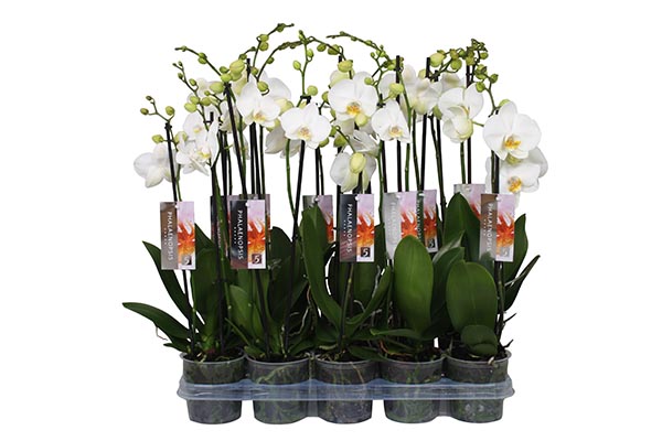 Phalaenopsis hybrida Weiss 18+ 60cm