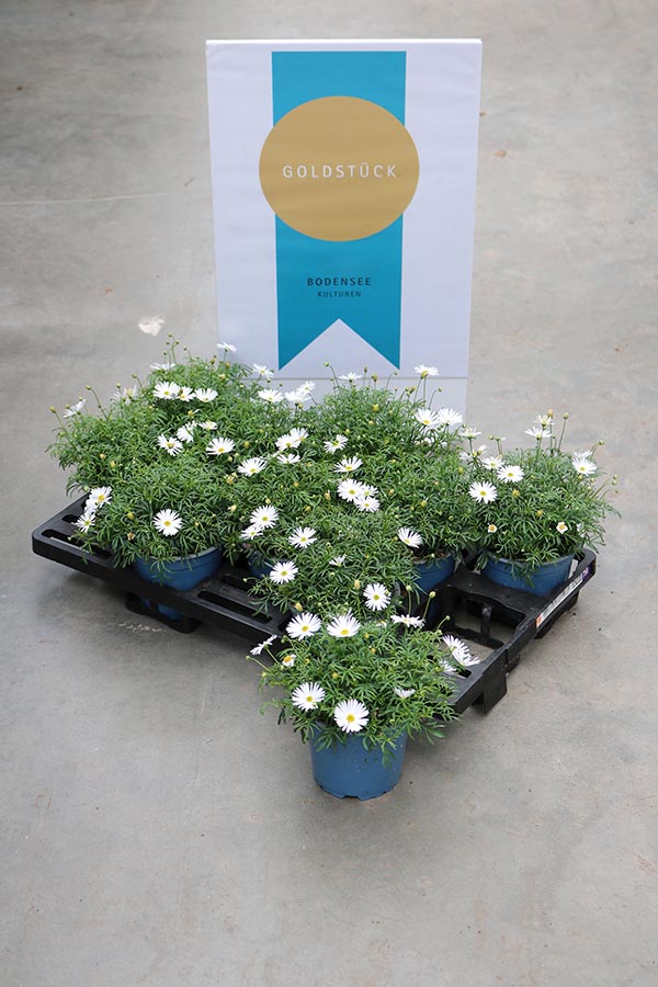 Brachycome multifida Surdaisy White Improved