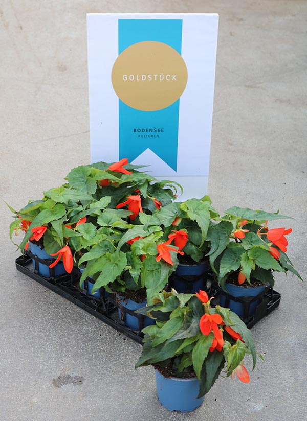 Begonia hybrida Groovy Orange