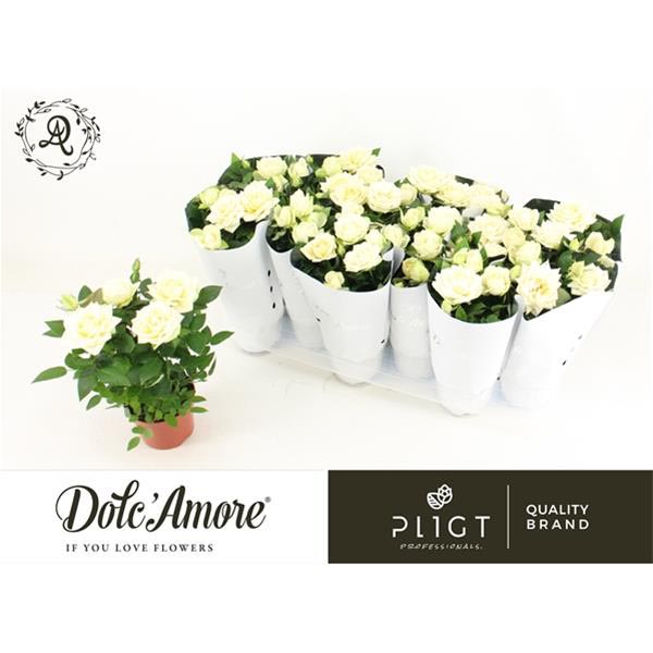 Rosa hybrida Infinity White