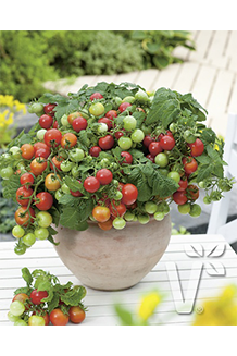 Solanum lycopersicum Primabell unveredelt