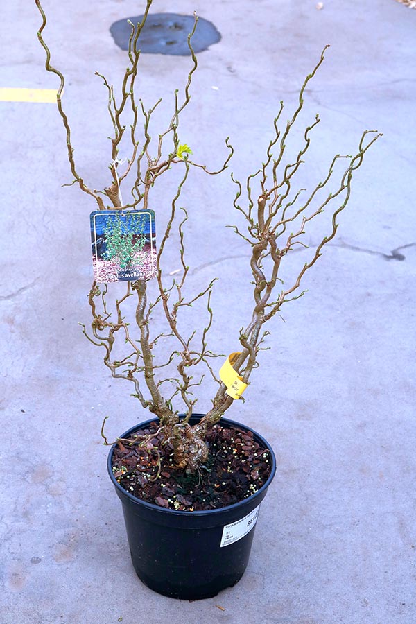 Corylus avellana Scooter