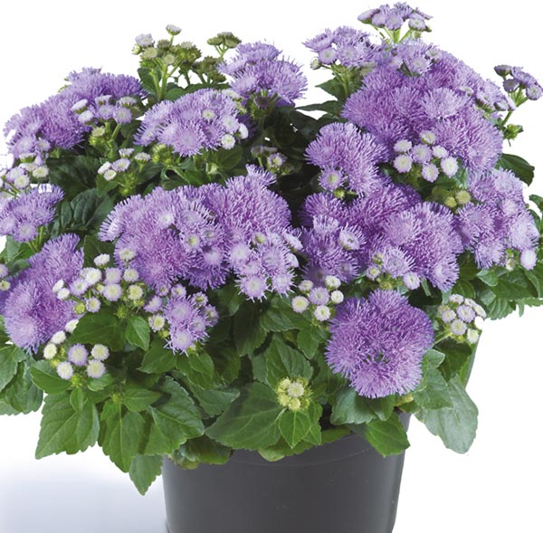 Ageratum houstonianum Ariella