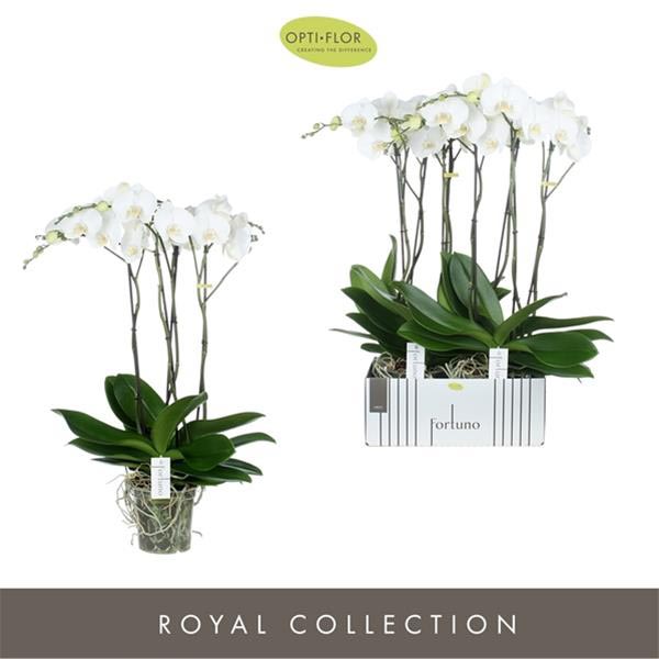 Phalaenopsis hybrida Fortuno Largo