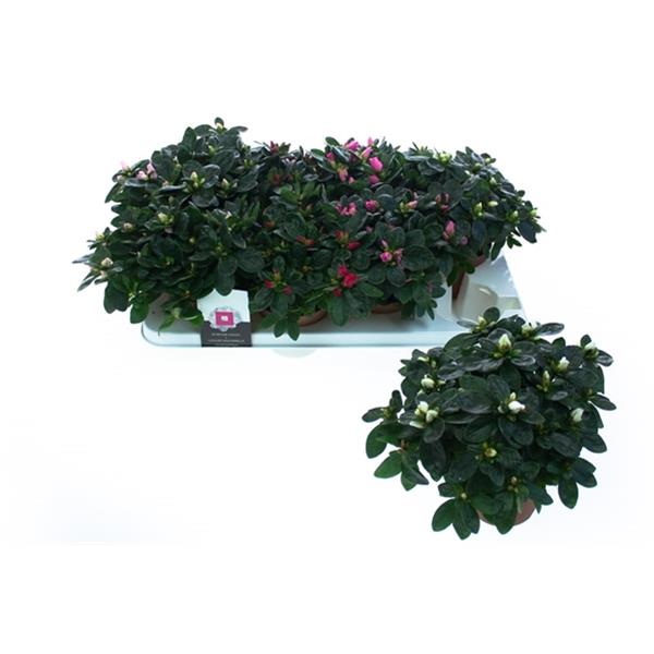 Azalea simsii Mix