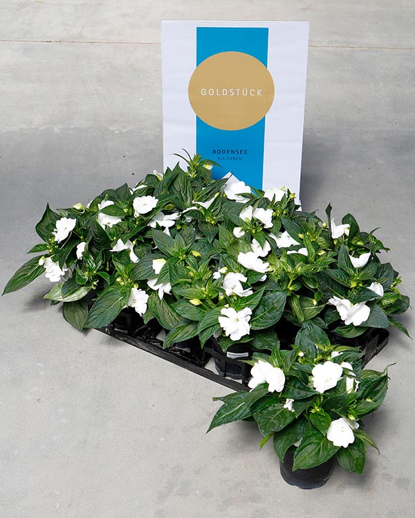 Impatiens hybrida Moorea